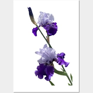 Irises Posters and Art